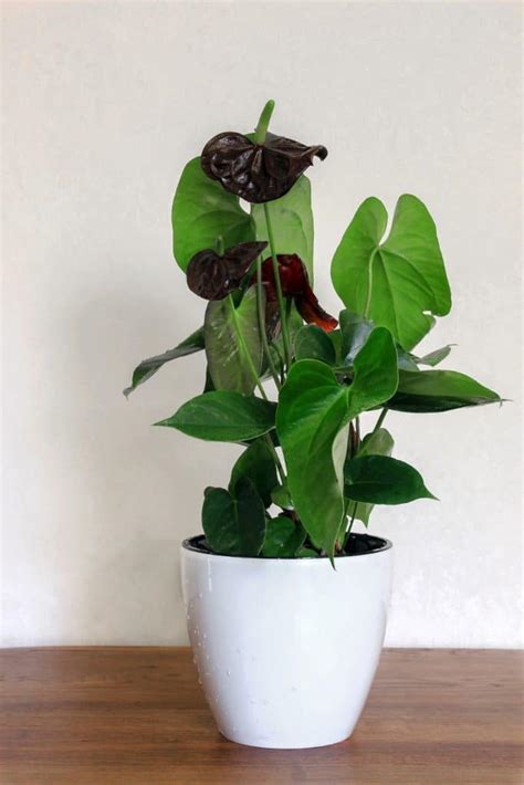 How To Care For Anthurium The Easy Way Flamingo Flower Smart Garden