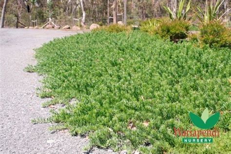 Myoporum Parvifolium Is An Evergreen Fast Growing Spreading Ground
