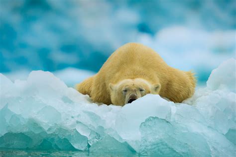 Pin By Cindy Whitten On Polar Bears Polar Bear Polar