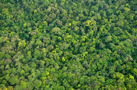 Rainforest Aerial Stock Image C0251317 Science Photo Library