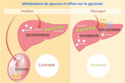 Régulation De La Glycémie Penser Santé