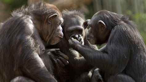 Chimpanzees Communicate Using The Same Laws As Human Language •