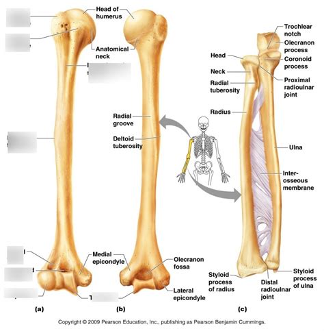 Bones Of The Right Arm And Forearm Humerus Anterior View Diagram Quizlet