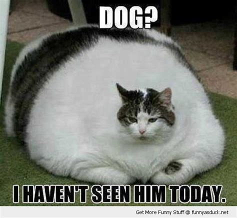 Silly Cat Pictures With Captions Funny Fat Cats With Captions