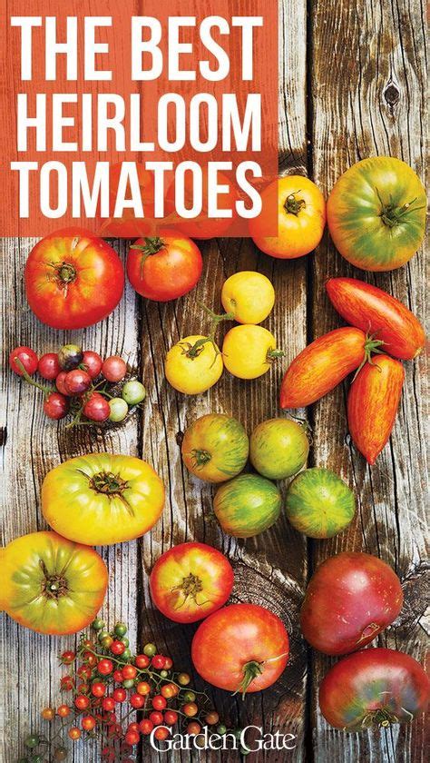 The Best Heirloom Tomato Varieties To Grow In Your Garden Heirloom