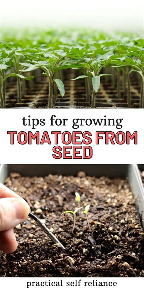How To Grow Tomatoes From Seed Artofit