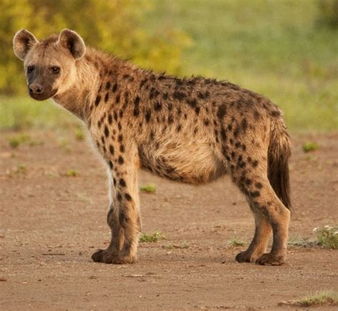 Amazing Facts About Spotted Hyenas Onekindplanet Animal Education