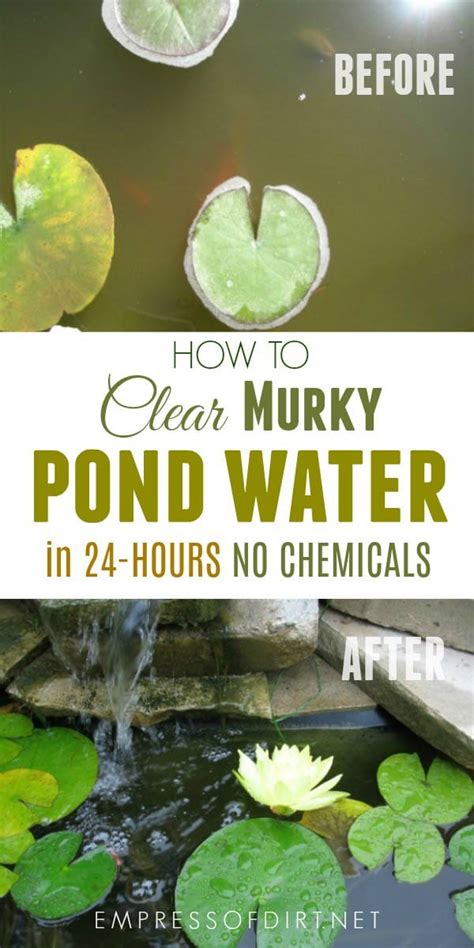 By breaking down natural and organic toxins, it keeps the water clear and free of algae. Easy Trick For a Sparkling Clear Pond | Empress of Dirt
