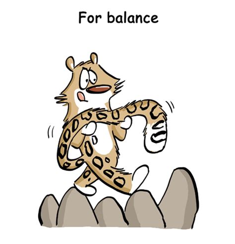 Green Humour Uses Of The Snow Leopards Really Long Tail