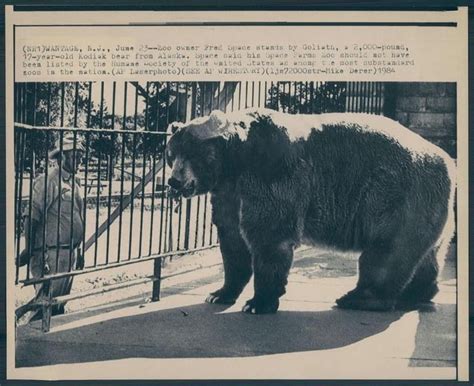 Goliath The Worlds Largest Grizzly Bear He Was An Enormous 12