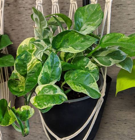 Types Of Pothos Plant And Identification Guide Plant Identification