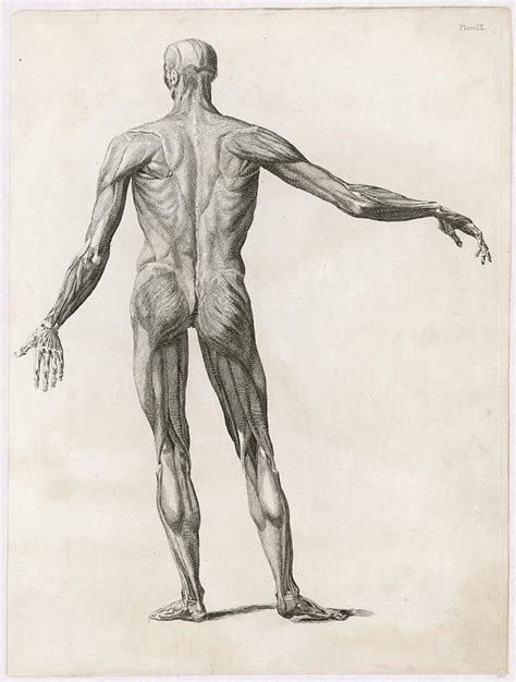 View Of The Muscles In The Human Body Drawing By Mary Evans Picture