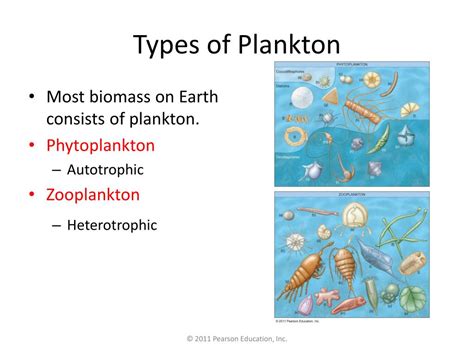 Ppt Plankton Powerpoint Presentation Free Download Id1401250