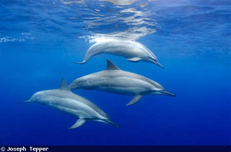 Proposal Would Ban Swimming With Hawaiis Dolphins