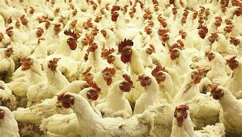 Case study on poultry sector in sarawak, malaysia by in malaysia initiated by a public farming began in 1980s. More Sanderson Farms investors support end of antibiotic ...