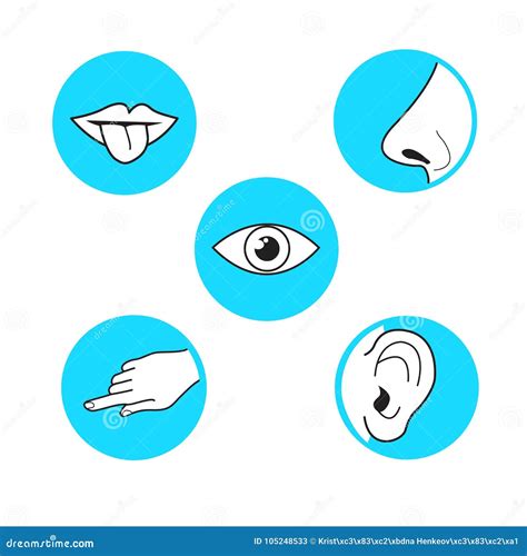 Five Senses Methods Of Perception Taste Sight Touch Smell Soun Stock