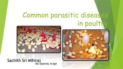 Common Parasitic Diseases In Poultry Ppt