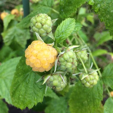 Rubus Idaeus All Gold Raspberry All Gold In Gardentags Plant