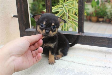 Maybe you would like to learn more about one of these? LovelyPuppy: 20131026 Long Coat Black Tan ChiHuaHua Puppy