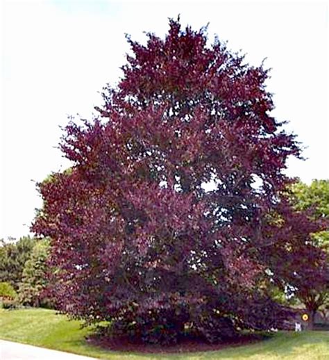 Pin On Q G Trees And Large Shrubs