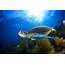 Endangered Sea Turtle Shot With Spear In Florida Upper Keys