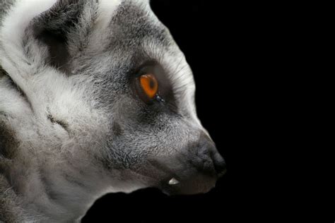 Snaggle Tooth Lemur On Black Zoo Atlanta View On Black Bev Flickr