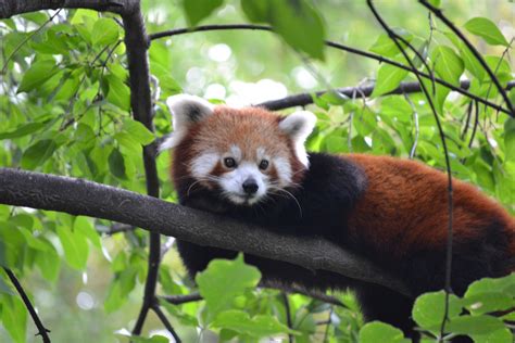Free Images Wildlife Zoo Mammal Fauna Red Panda Vertebrate