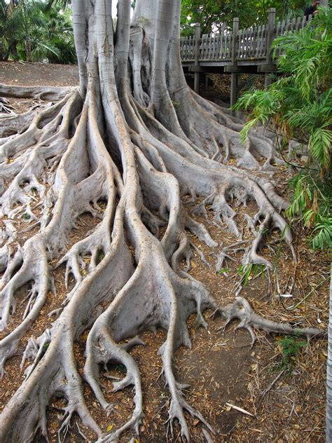 Pin By Gill Figaji On Tree Rific Tree Roots Weird Trees Landscaping