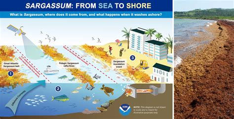 Orbiting Insights Transforming Sargassum Seaweed Detection And