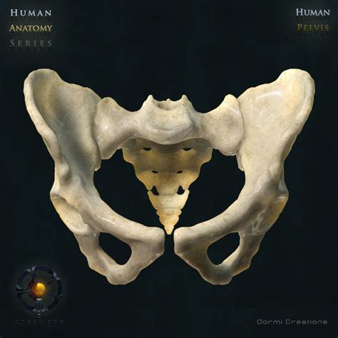 The pelvis (plural pelves or pelvises) is either the lower part of the trunk of the human body between the abdomen and the thighs (sometimes also called pelvic region of the trunk) or the skeleton embedded in it (sometimes also called bony pelvis, or pelvic skeleton). 3d human pelvic bones