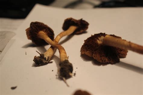 Help Identify Mushroom In Virginia Mushroom Hunting And