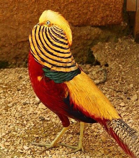 Red Golden Pheasants The Males Are Beautifully Colored Beautiful