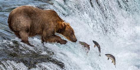Grizzly Bear Photos Brown Bear Pictures Jess Lee
