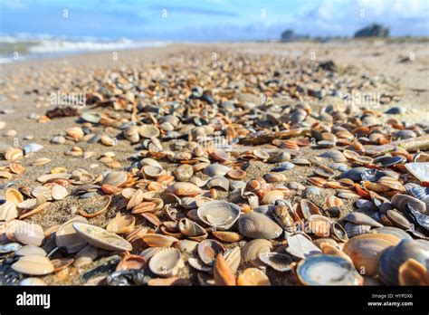 Beautiful Shell Covered Beach Stock Photo Alamy