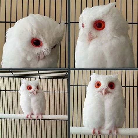 Meet The Rare Magical White Owl With Red Eyes Albino White Owl Owl