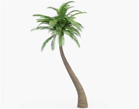 3d Model Pbr Palm Tree Cgtrader