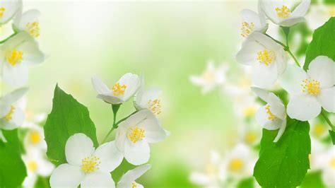 Jasmine Flower Wallpapers 54 Background Pictures