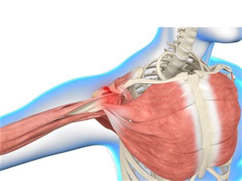 In addition to shoulder dislocations, other common injuries include rotator cuff tendon tears and broken bones including the humerus and collar terry gc, chopp tm. Shoulder Muscle And Tendon Anatomy : Fixing shoulder pain ...