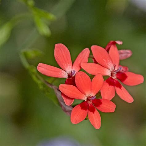 Anomatheca Laxa Freesia Ou Lapeirousia Bulbeuse En Mélange De Coloris