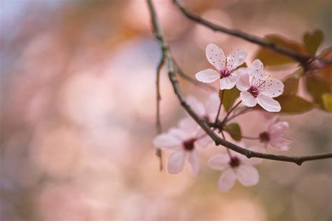 Wallpaper Flower Petal Branch Twig Natural Landscape Tints And