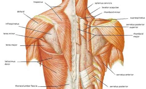 Back Muscle Diagrams Labeled Levator Scapulae Healing Healthy