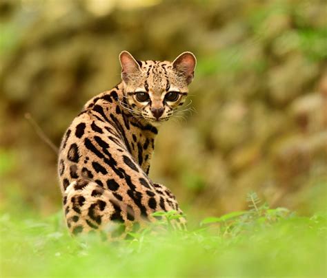 Mostlycatsmostly Margay Cat Small Wild Cats Wild Cats