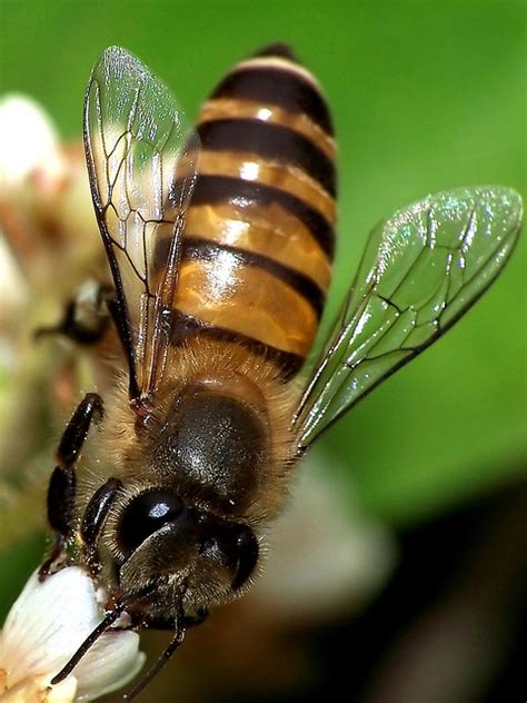 Wings Of Honey Bees Are An Exposure Site To Pesticides The Organic Center