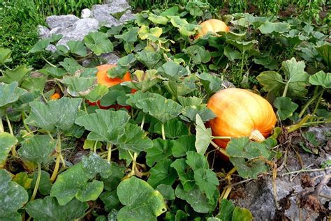 Potimarron planter et cultiver Ooreka