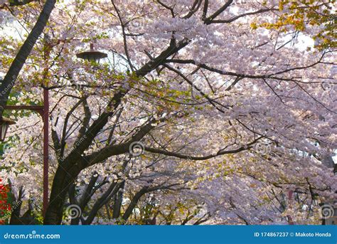 Sakura In Japanese Garden Stock Image Image Of Japan 174867237