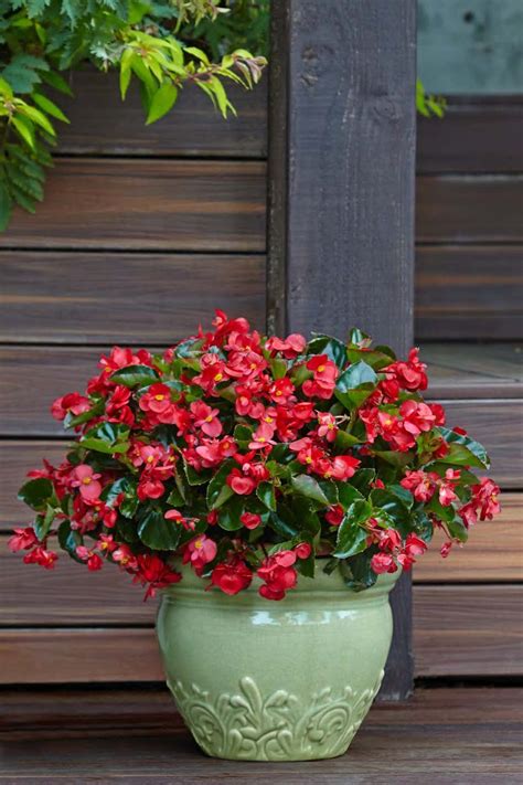 A favorite choice for southern gardens, annual vinca flowers are sun loving and heat tolerant. Surefire Red Begonia is the best plant for new gardeners ...