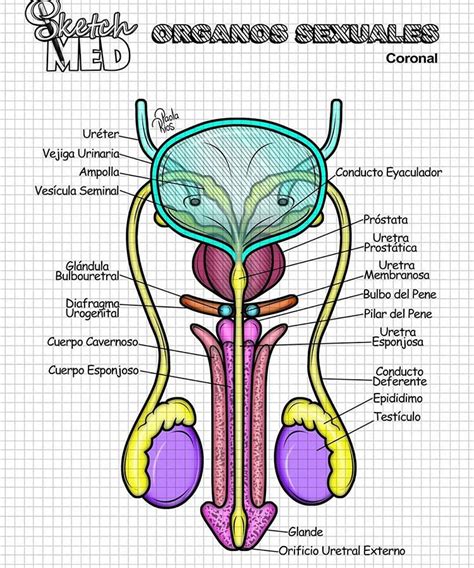 Lista Imagen Enfermedades Del Aparato Reproductor Femenino Y Masculino Lleno