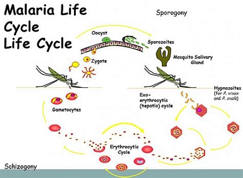 Plasmodium Life Cycle Diagram Meghanmeriem
