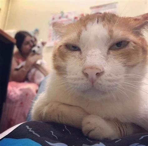 Foto De Gatos Engraçados