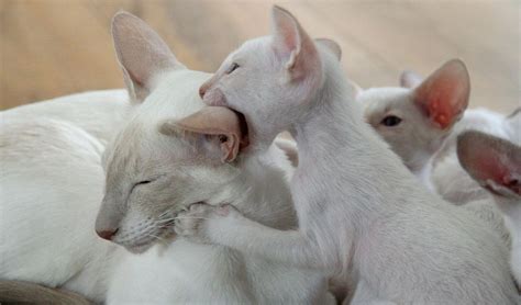 The Modern Siamese Cat Cat Breeds Encyclopedia